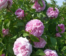 Trandafir dulceata Jacques Cartier Rna